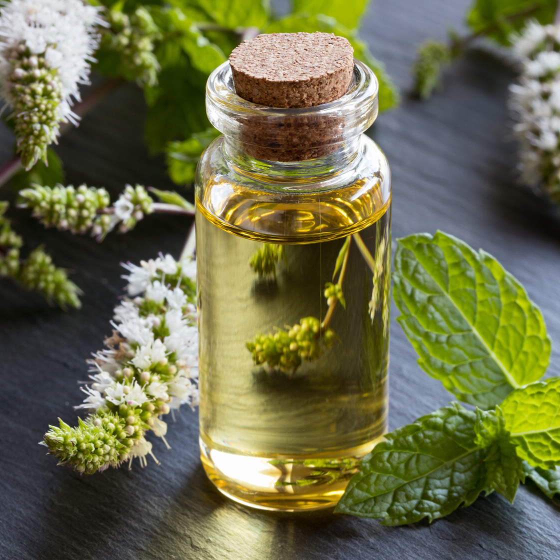 Что такое пачули - как пахнет и для чего применяется в парфюмерии ...