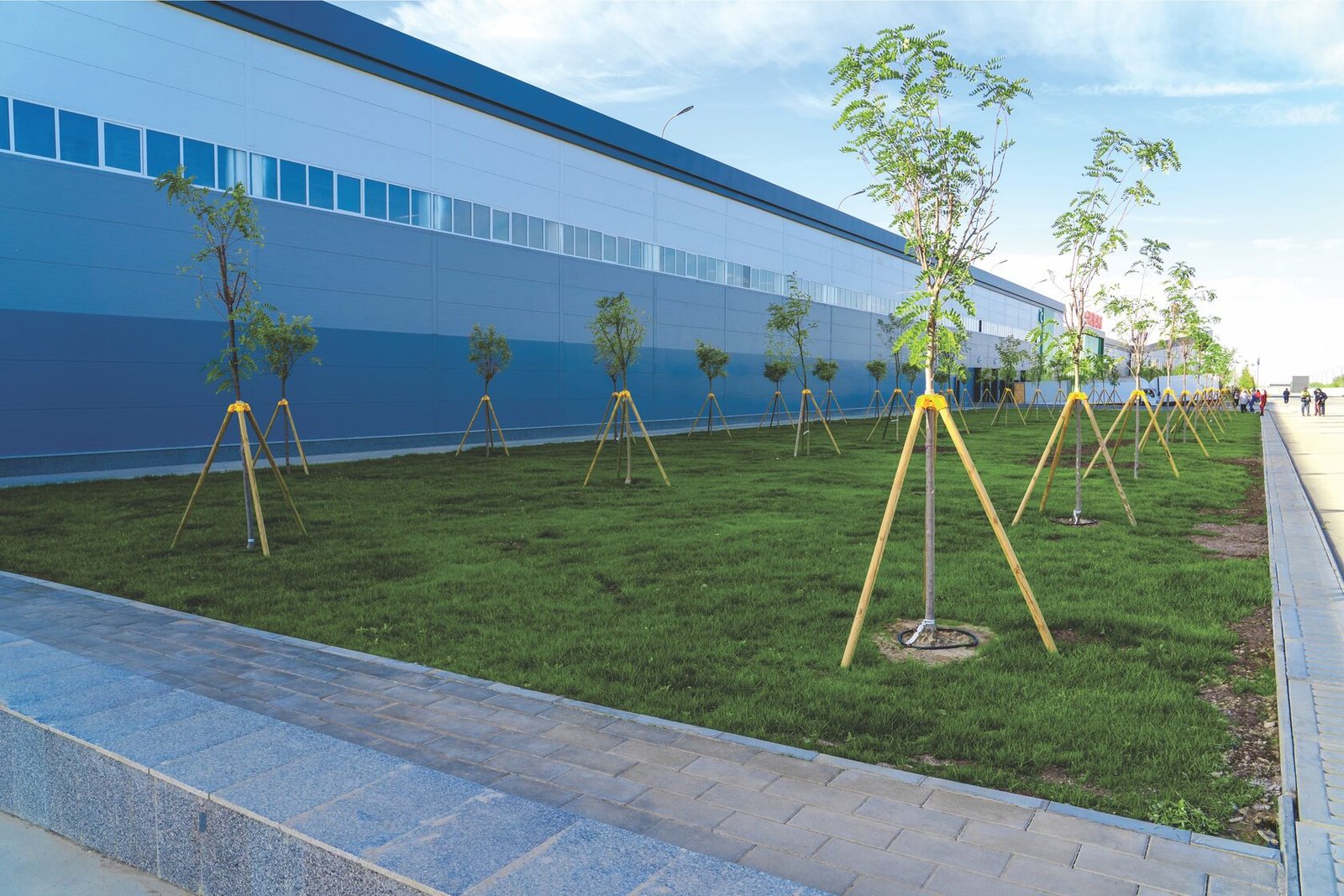Молодые деревья после посадки на объекте Flowers Garden: опоры-треноги из кольев, газон и кольцо капельного полива у ствола