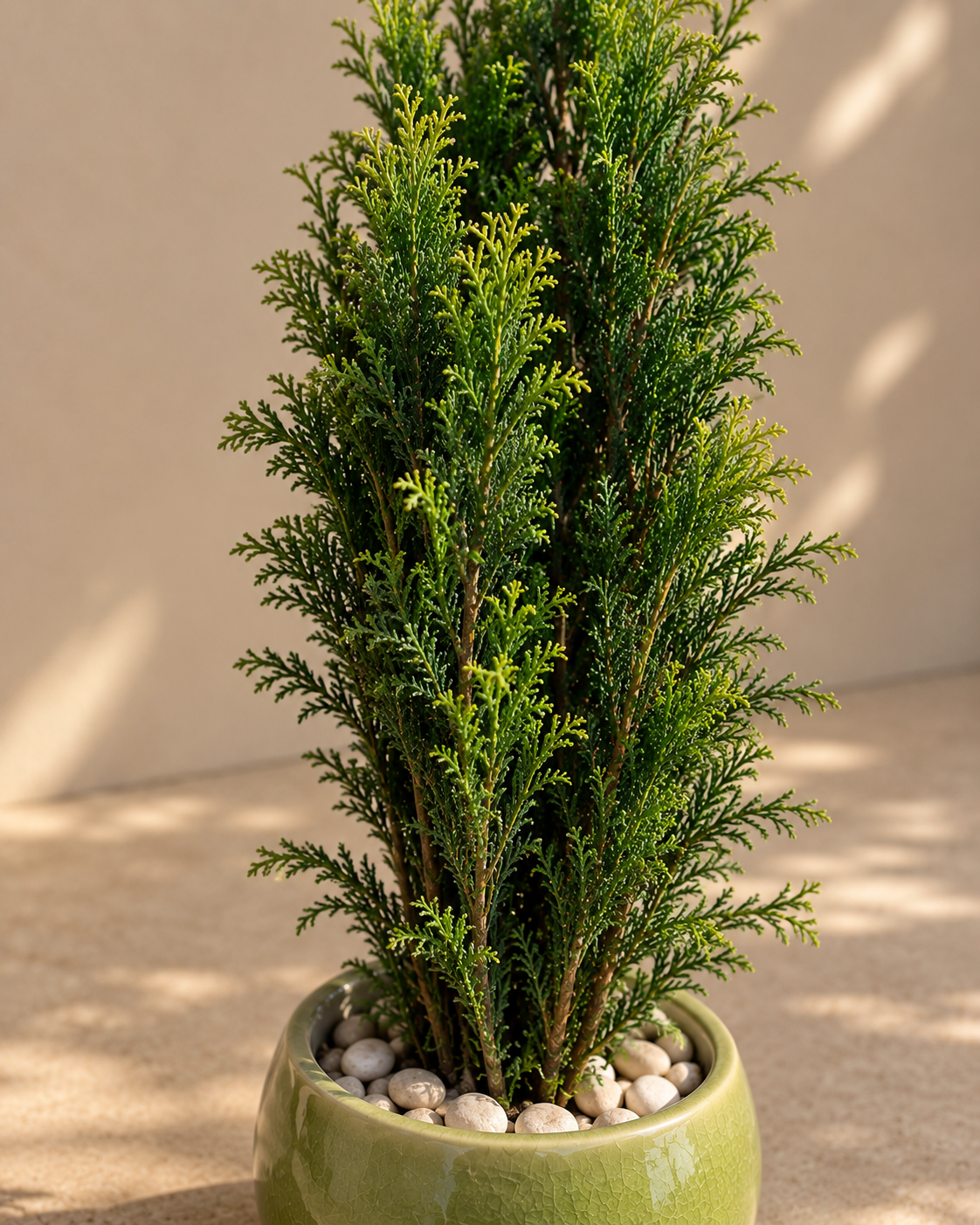 Chamaecyparis sp.