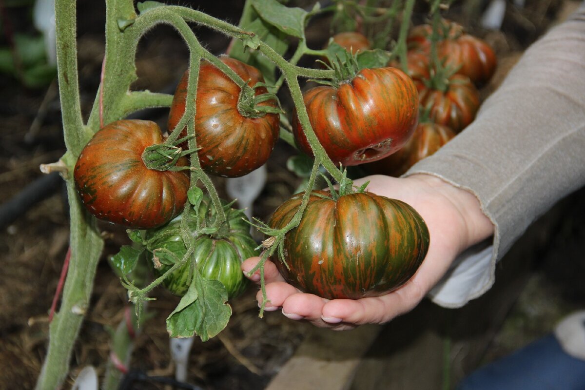 Добрый день, дорогие садоводы и огородники! Я очень люблю выращивать томаты. Каждый год высаживаю много разных новинок сортов и гибридов, примерно около ТРЁХСОТ корней.-5