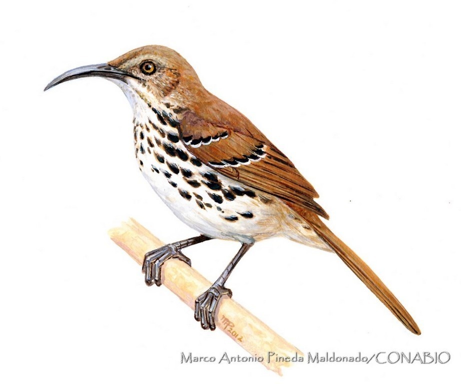Козумельский кривоклювый пересмешник (Toxostoma guttatum)