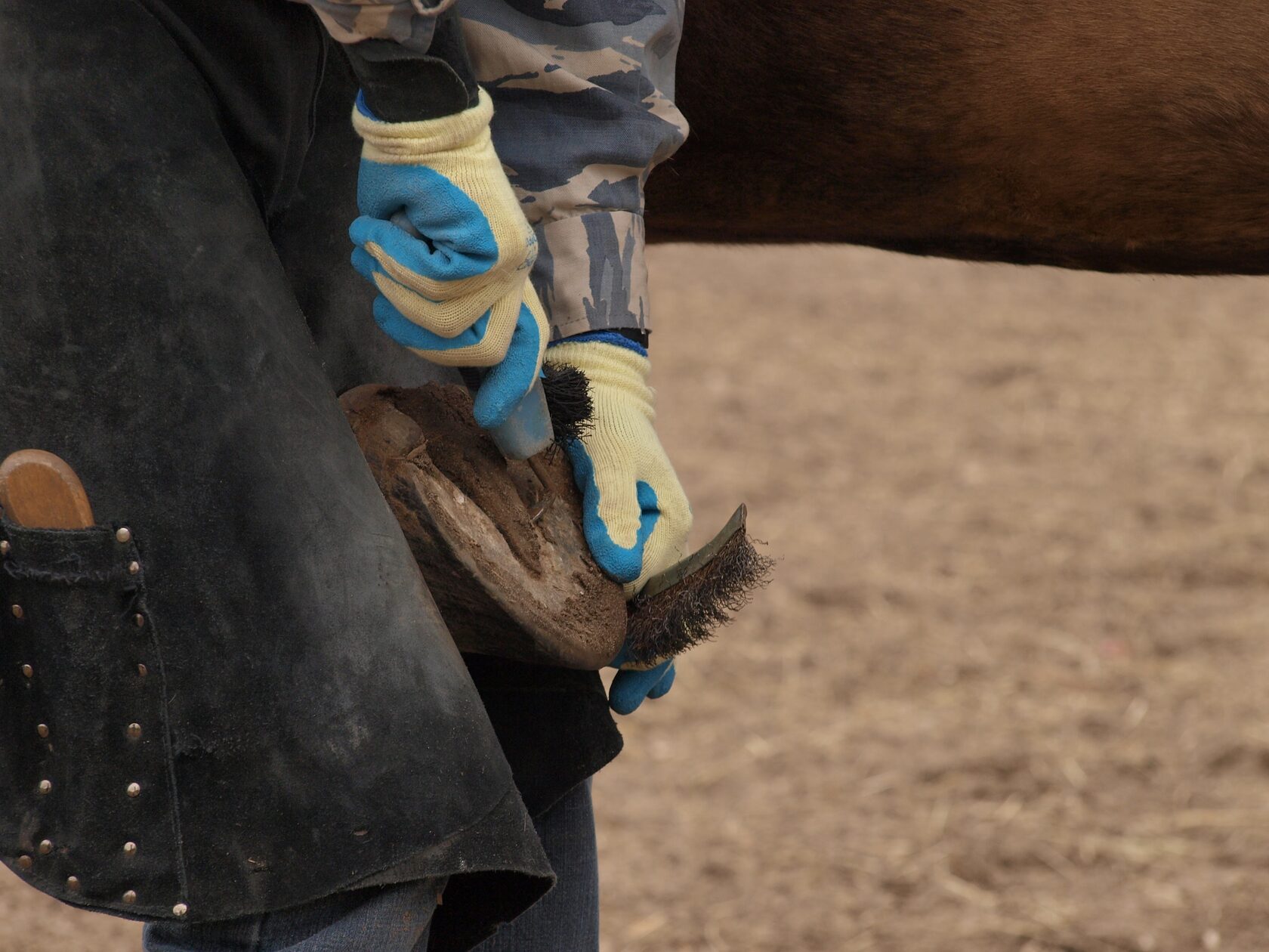 Расчистка копыта в работе
