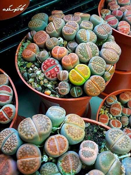 Succulent in ceramic pot