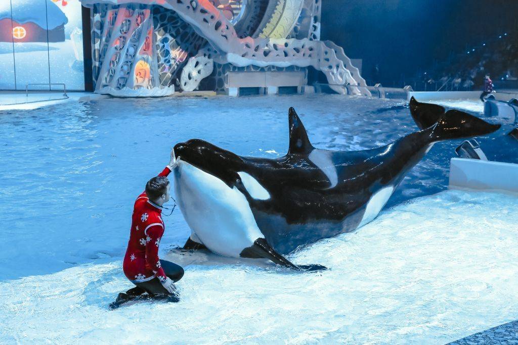 Шоу косаток в Москвариуме, ВДНХ, декабрь 2025.