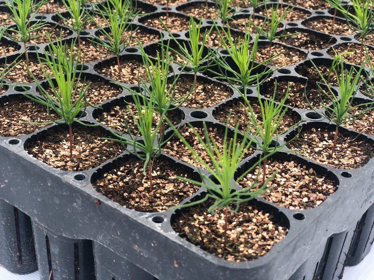 экологически чистое выращивание