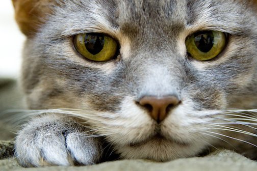 Насморк (ринит) у кошек: возможные причины, как лечить, профилактика насморка - HappyПёс