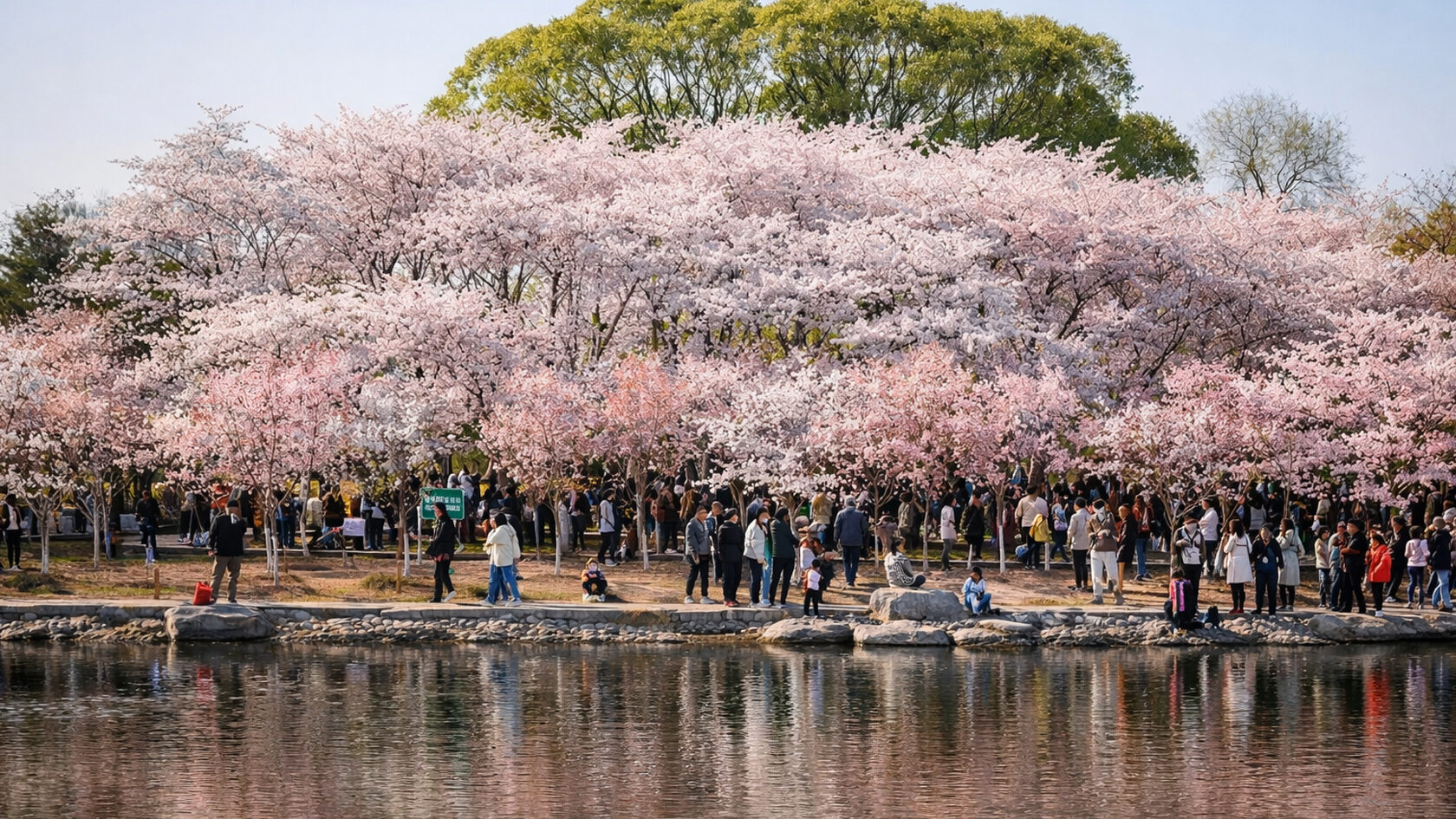 Сад сакур. Пекин. Китай