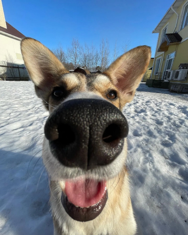 Зоогостиница