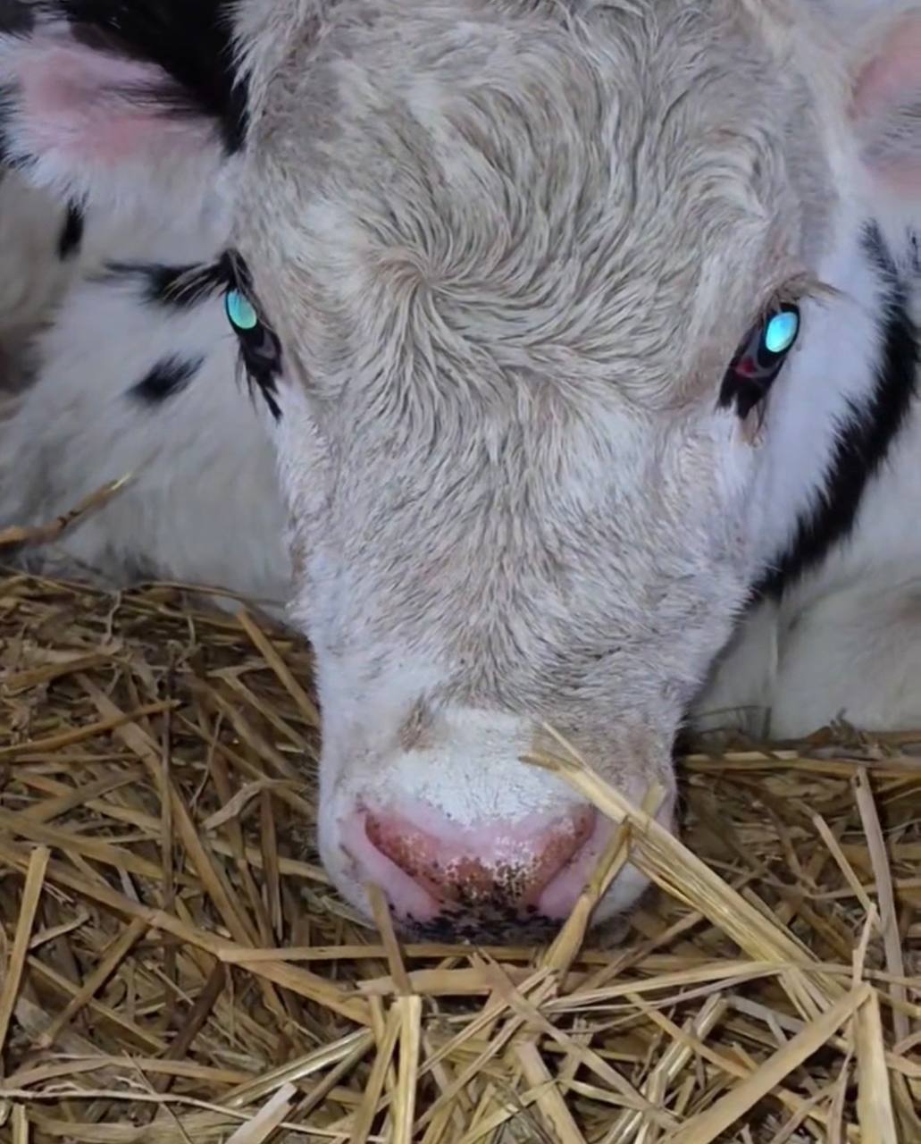 Ринотрахеит у телят - покрасненик пятачка как признак