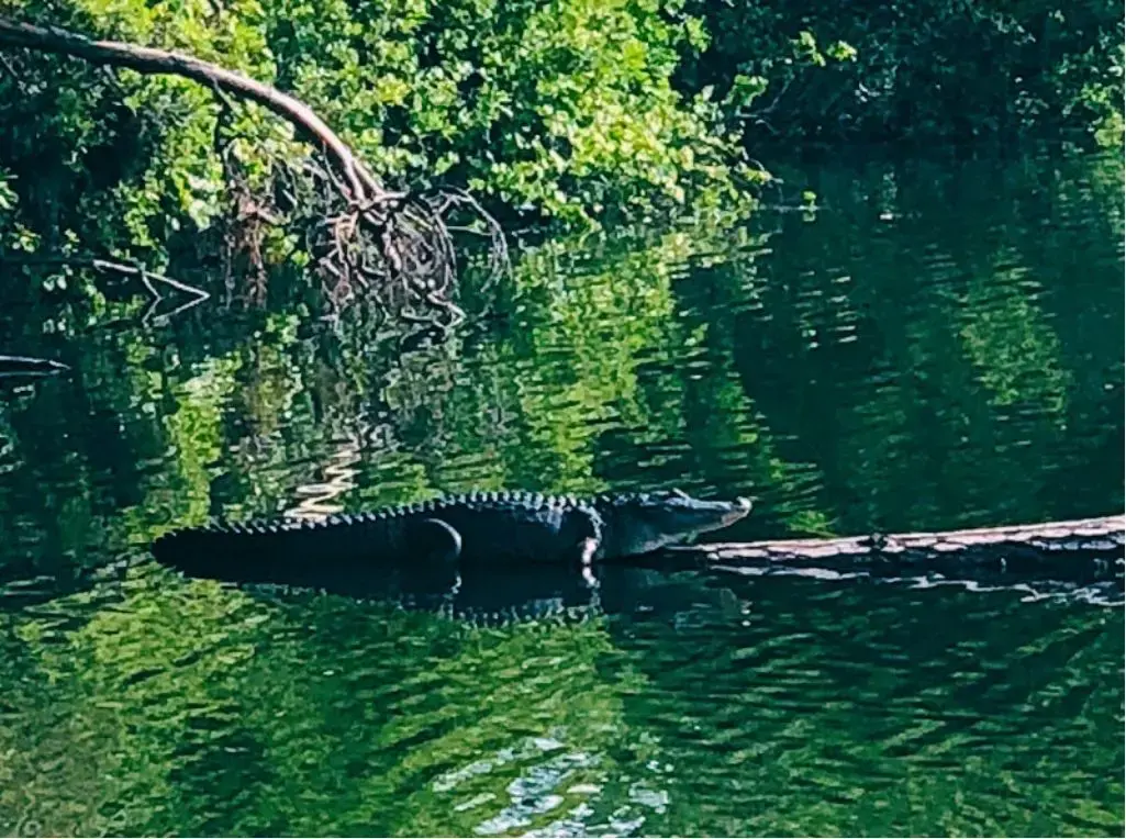 живность повыползала