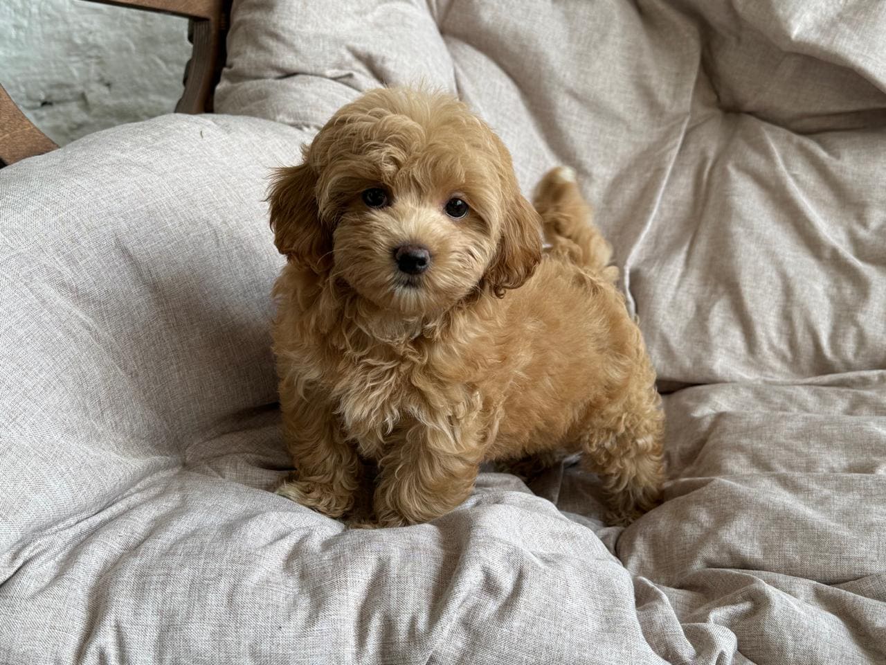 щенок мальтипу