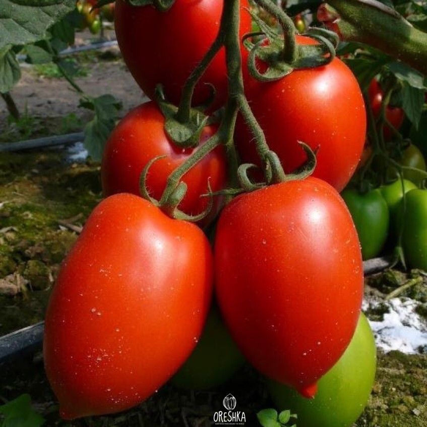 Seeds of Plum tomato Slivka (red) (solanum lycopersicum) — 10 pcs