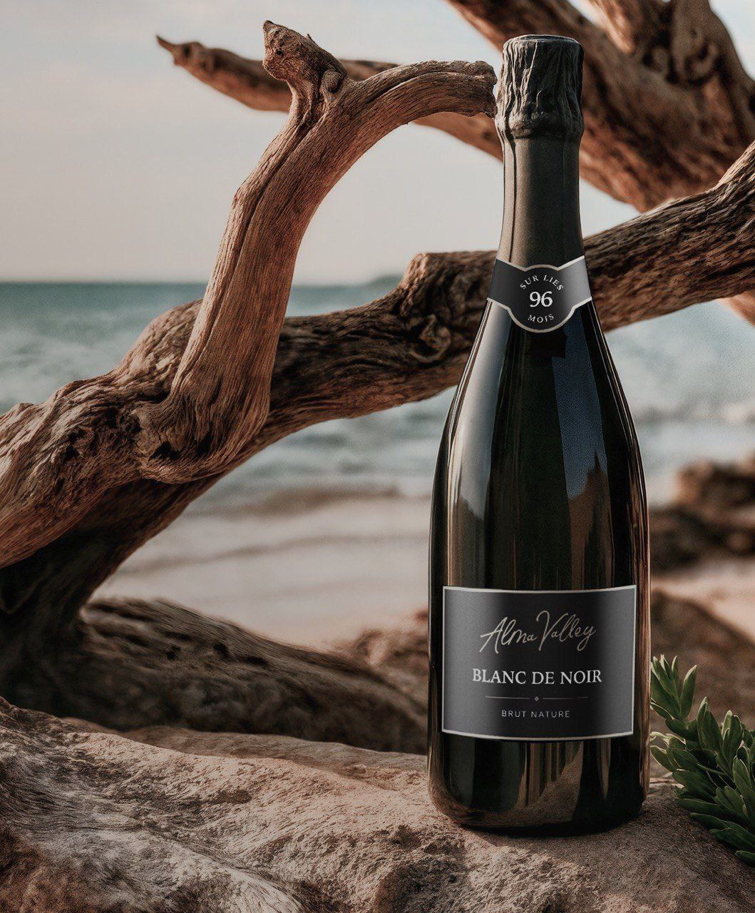 New &quot;Blanc de Noir&quot; by Alma Valley, Новинкa Alma Valley, игристое