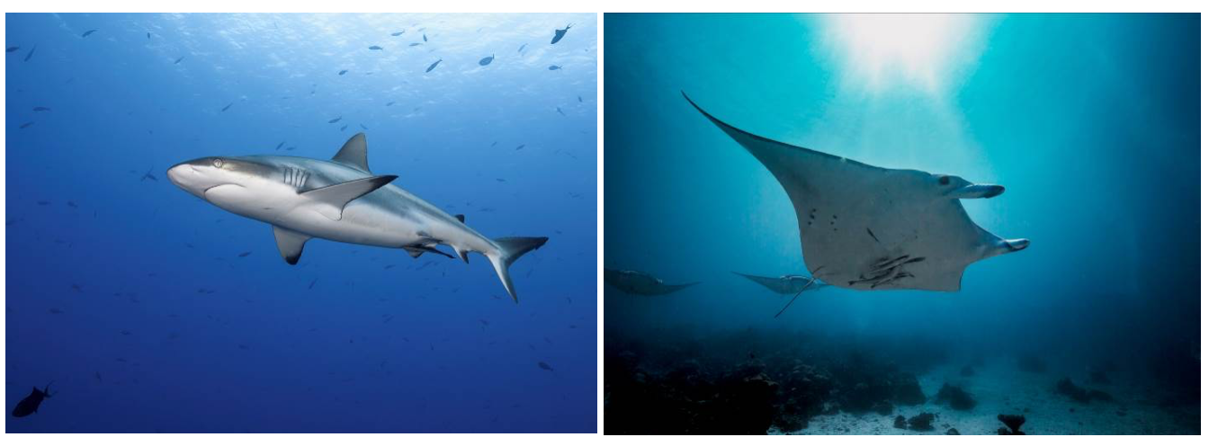 Дайвинг-сафари на Палау