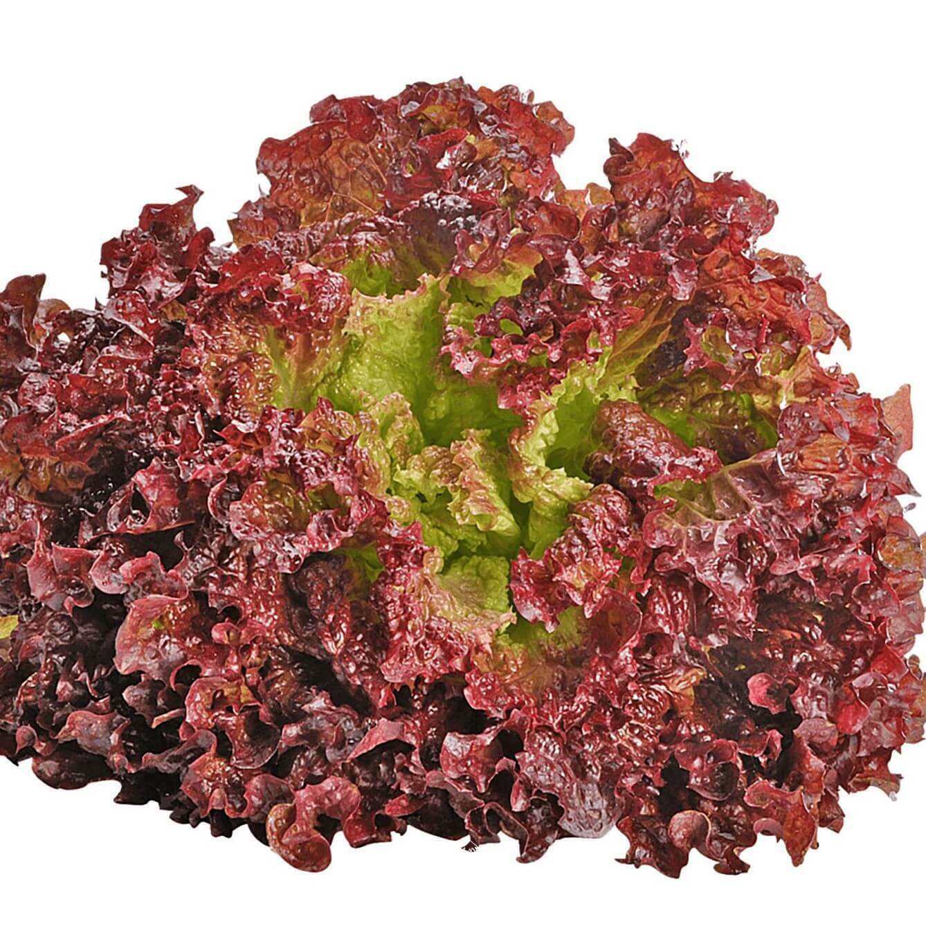 sativa Grenobloise seeds, Red grenoble salad, Lettuce | Oreshka seeds
