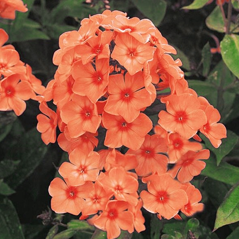 18_Великие равнины