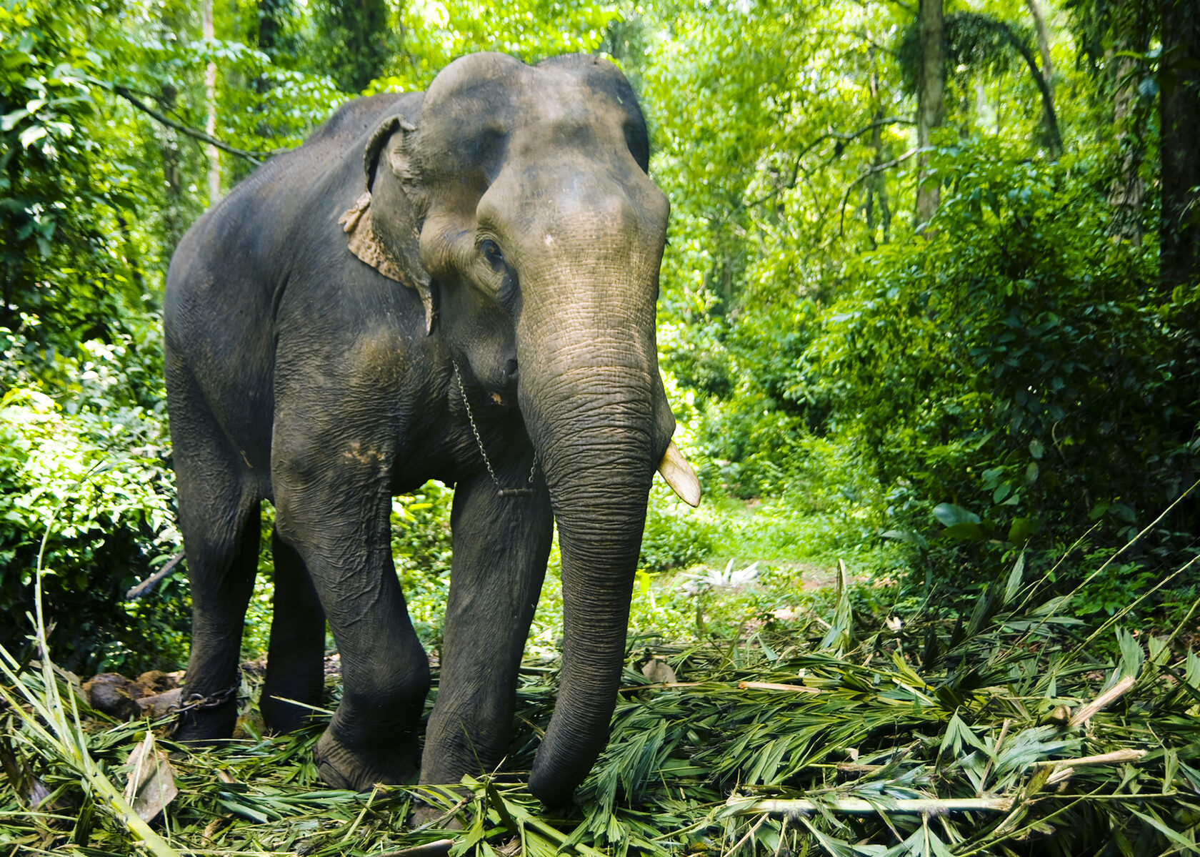 Тропические леса Индии слоны