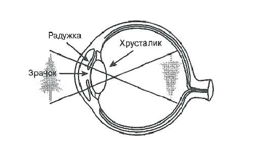 Через что мы видим. Схема хрусталика глаза. Схема строения хрусталика.. Как видит глаз человека схема. Оптическая схема глаза человека.