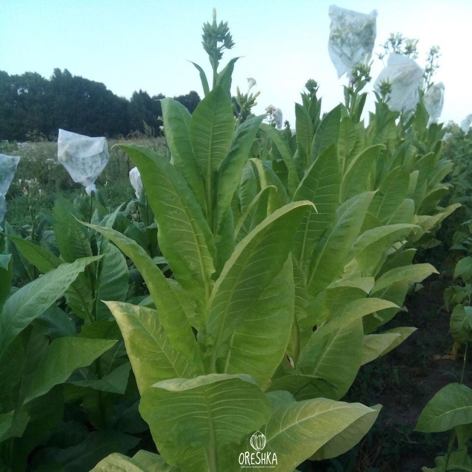 Seeds of Tobacco Virginia Gold Germany (Nicotiana tabacum) — 300 pcs