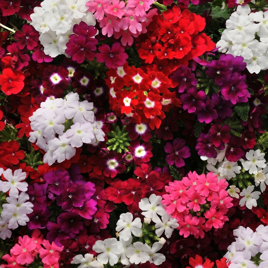 Цветы вербена фото цветов