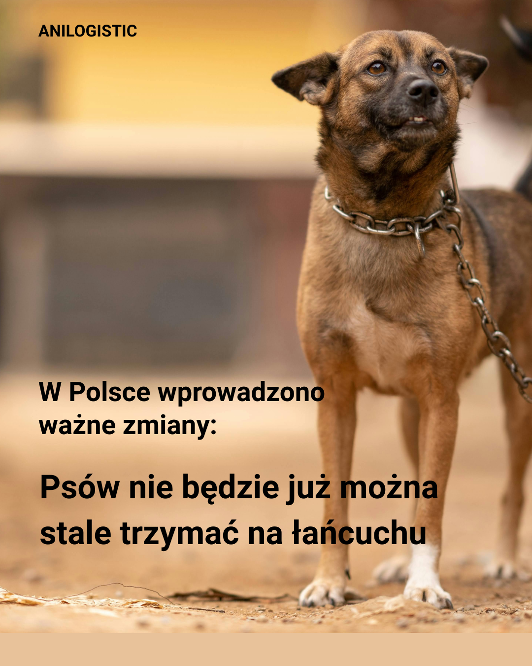 Prezydent Polski podpisał ustawę zakazującą stałego trzymania zwierząt na łańcuchu.