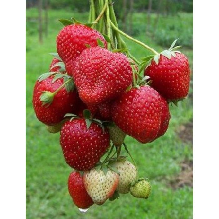 клубника зенга зенгана