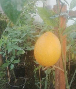 Лимоны Дома