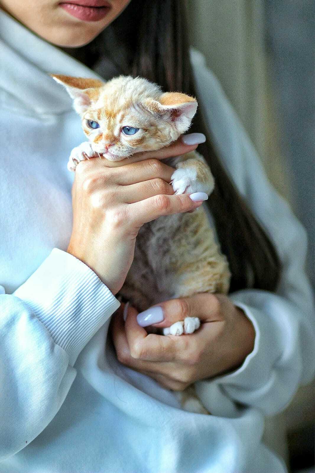 Девон-рекс котенок