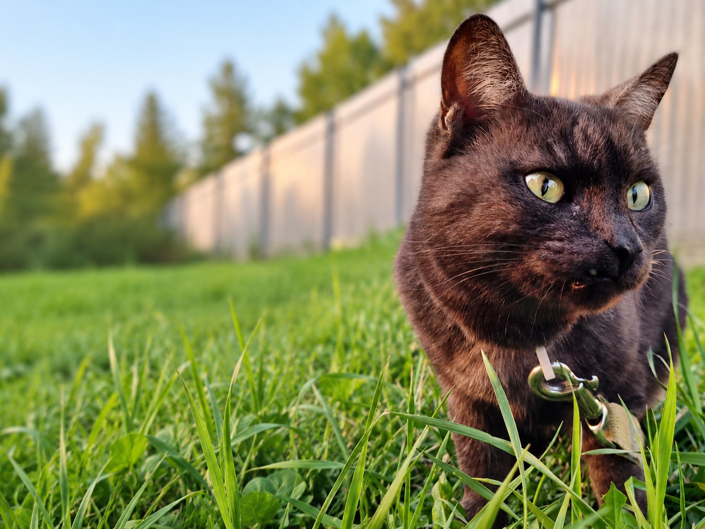 Кот Тишка, в честь которого названа ветеринарная клиника