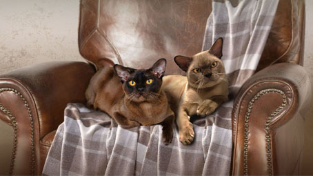 registered burmese cat breeders