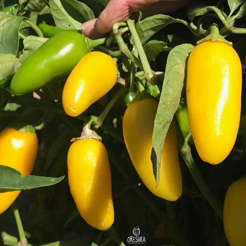 Seeds of Hot pepper Jalapeno yellow (Capsicum) — 5 pcs