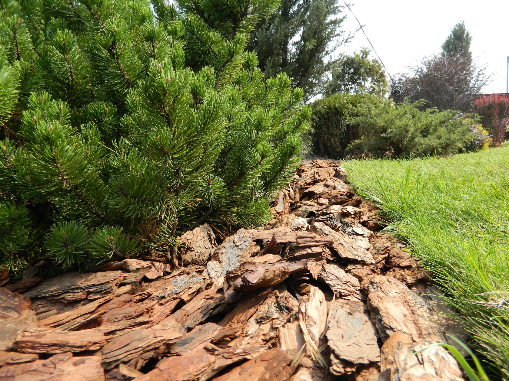 сосновый бор свердловская область. саша хвойный кедр. кп золотые сосны. сосновый отзывы. сосна румелийская / македонская / балканская.