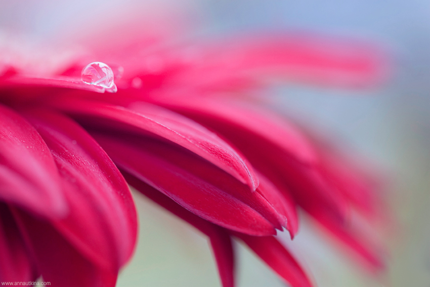 macro, macro flower, macro art, anna utkina, photography, macrophotograpy, floral art, макро, макрофотография, анна уткина