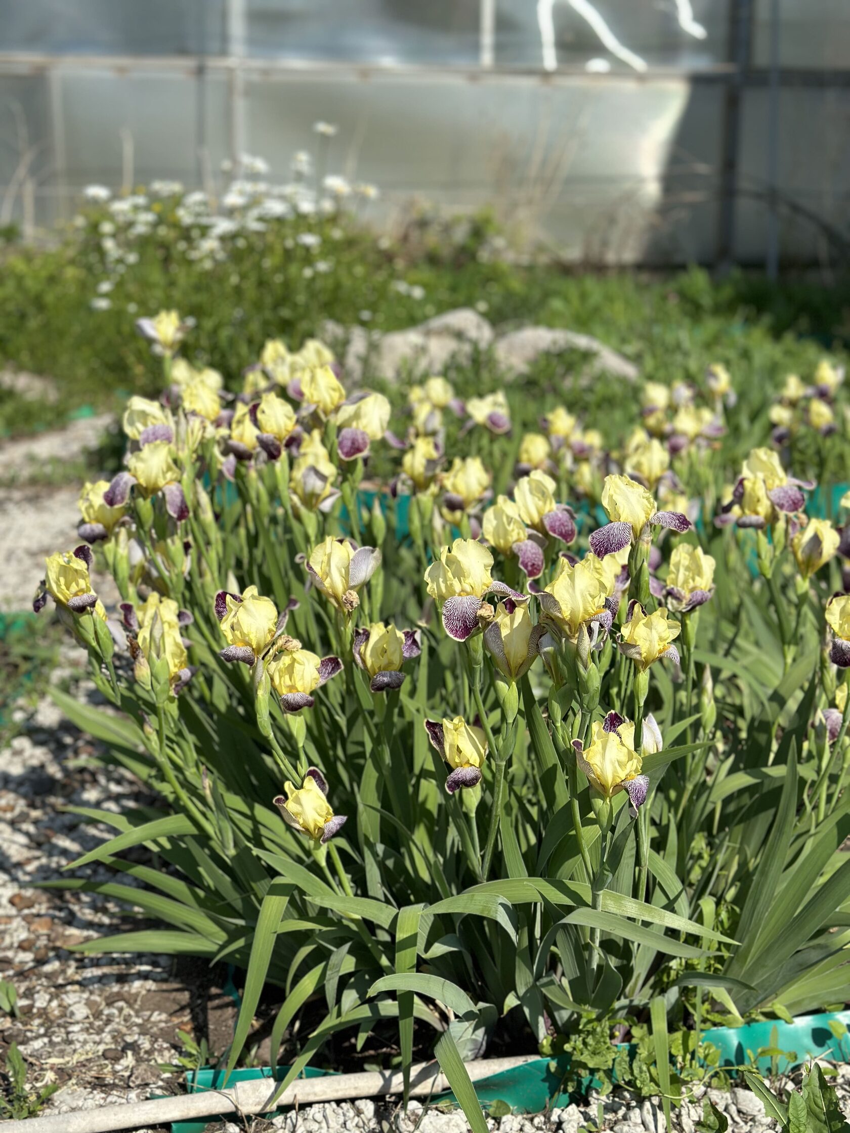 Что такое когнитивно-поведенческая терапия?