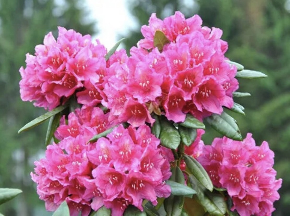 рододендрон хеллике. рододендрон азалия коралловая "хеллики". рододендрон азалия hellikki хелликки. рододендрон вечнозеленый хеллики. рододендрон азалия hellikki хелликки.