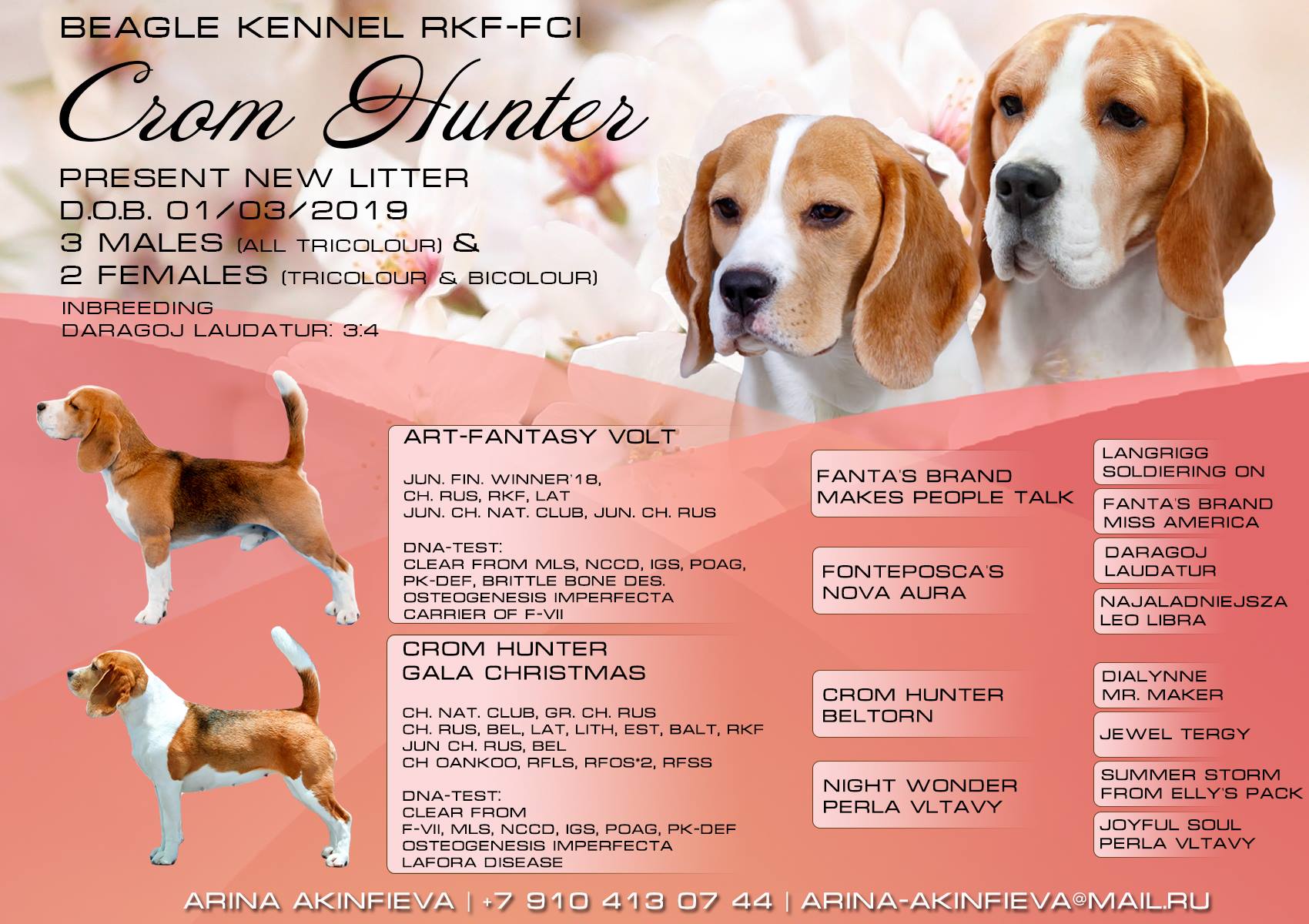 Описание породы собак бигль с фото