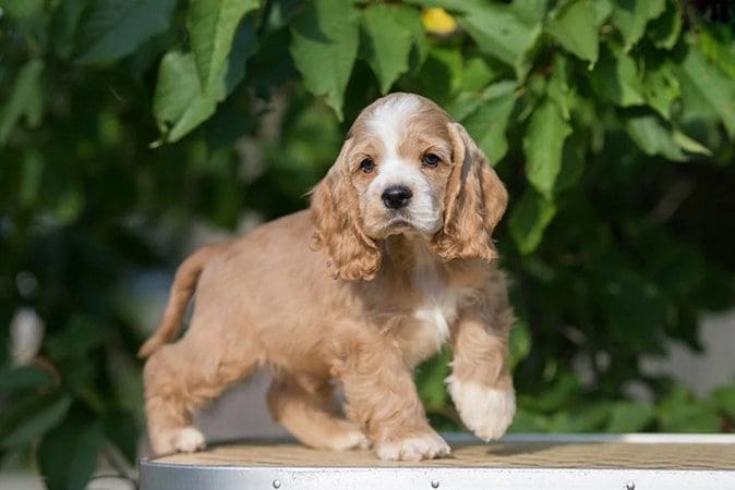 щенок спаниеля