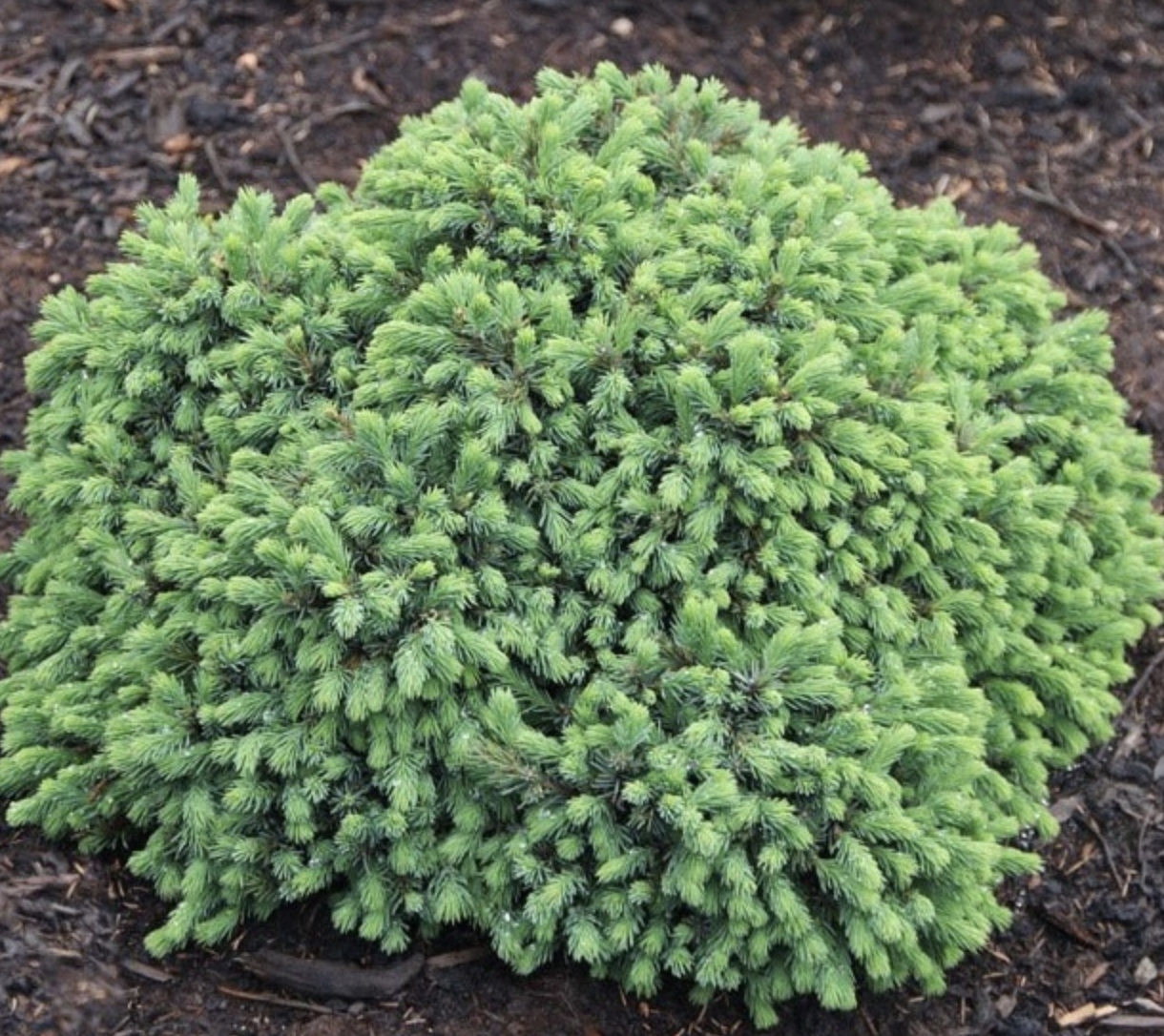 Подушковидная ель «nidiformis»;. Кугель когут ель. Ель зильберцверг (silberzwerg). Ель обыкновенная (европейская) – picea abies. Елка низкорослая.