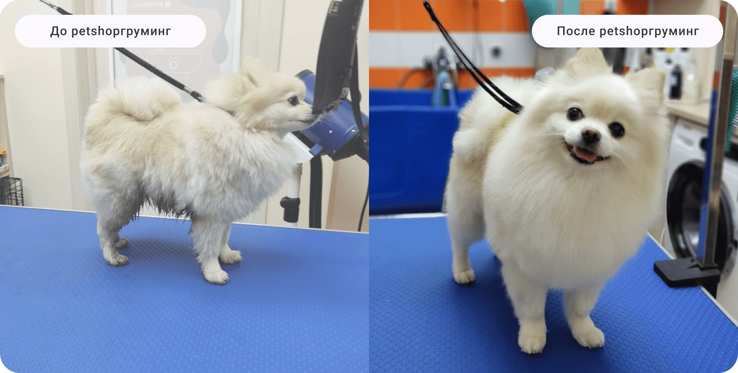 Груминг салон: стрижка кошек и собак | grooming.petshop.ru