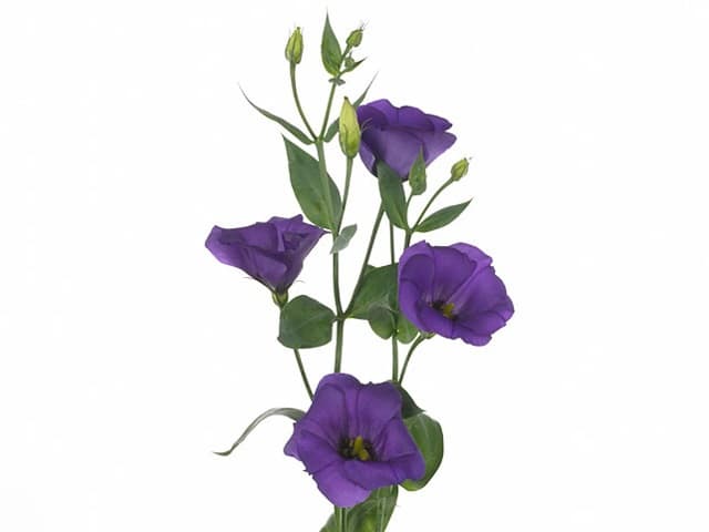 Эустома фиолетовая (Лизантус)