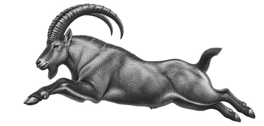 Западнокавказский тур — Capra caucasica