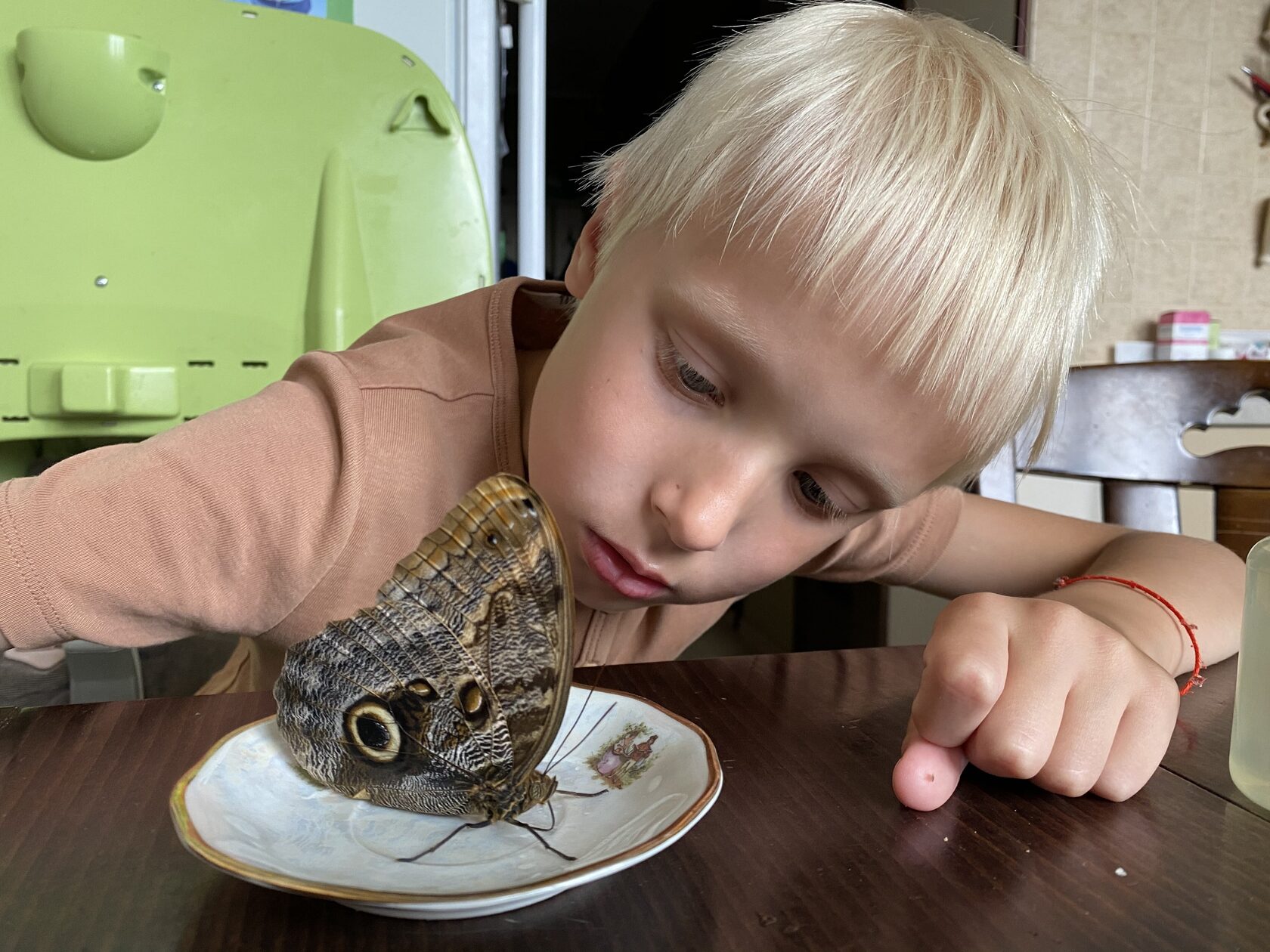 бабочкарий флай-флай