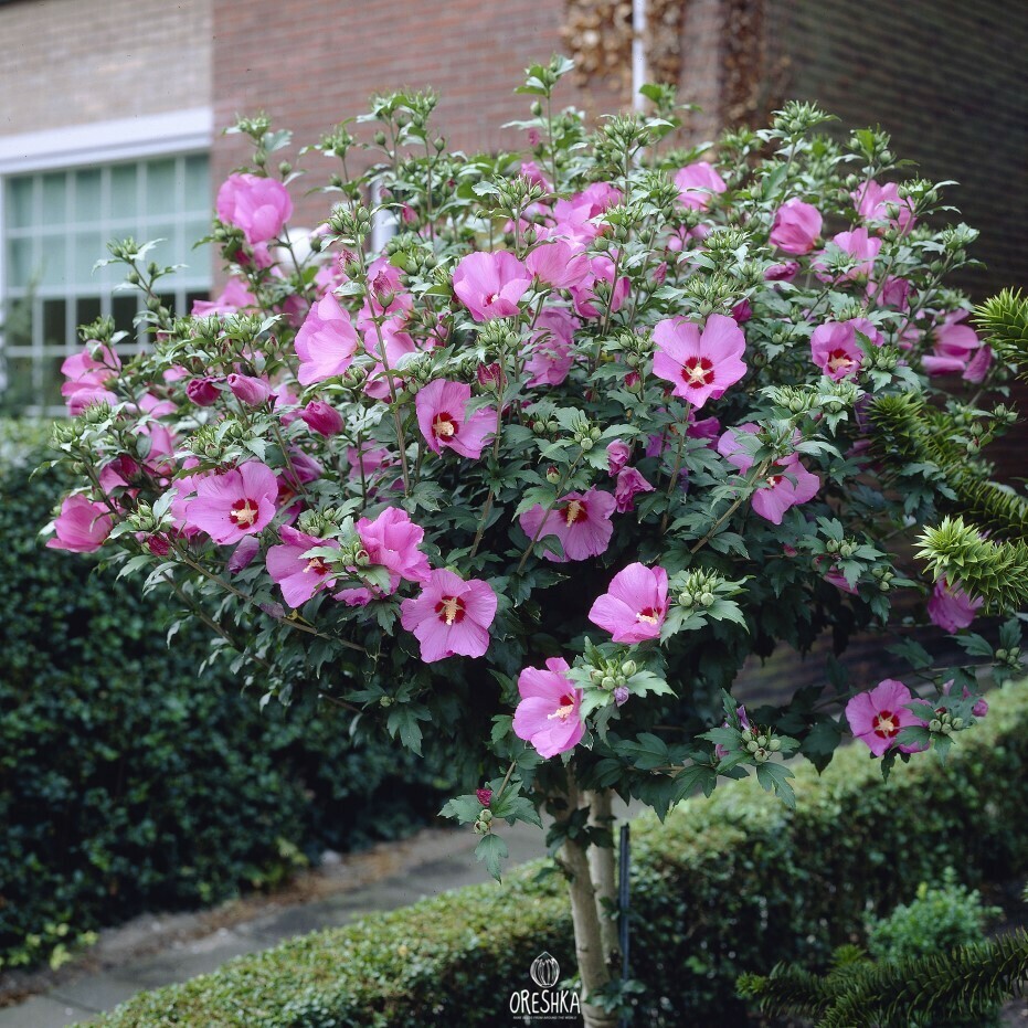 Hibiscus syriacus white flower crimson basal eye close up