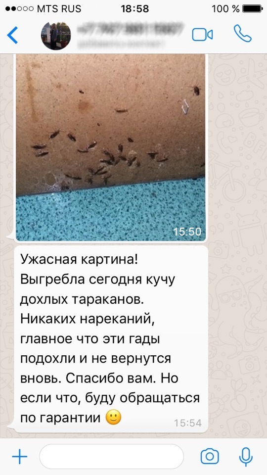 Ответы Mail.ru: Подскажите что за жук?