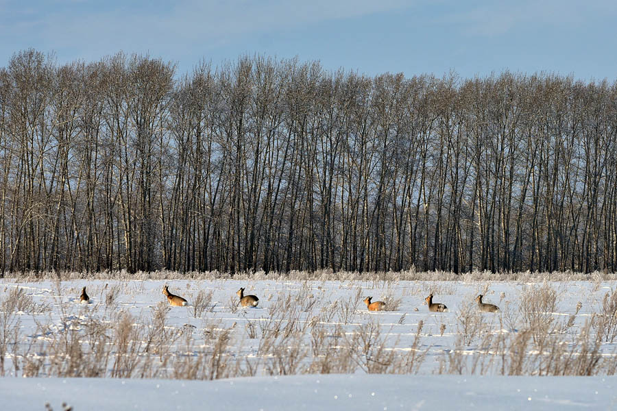 Медведь в подмосковье 2022. Медведь в городе. Село медведица. Медведь в кочковском районе. Медведь в кочковском районе.