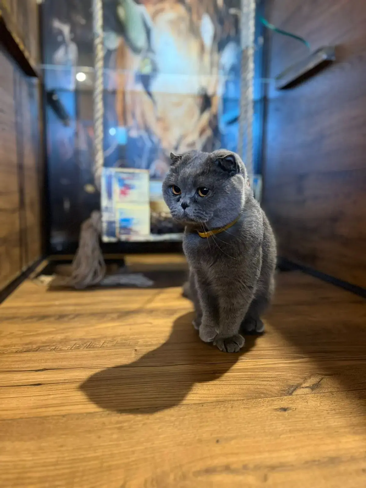Кот в номере зоогостиницы