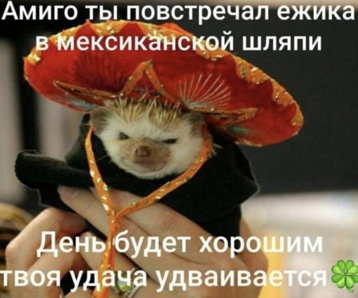 Ёжик в&nbsp;мексиканской шляпе: «День будет хорошим, твоя удача удваивается»
