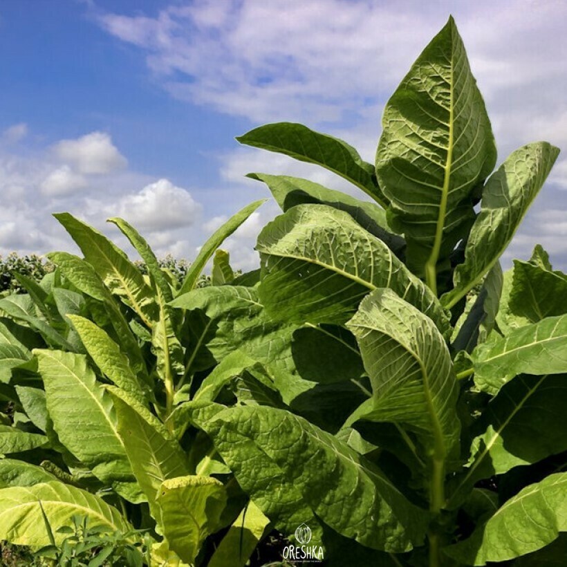 Virginia Gold tobacco seeds