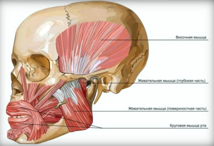Краниальная терапия