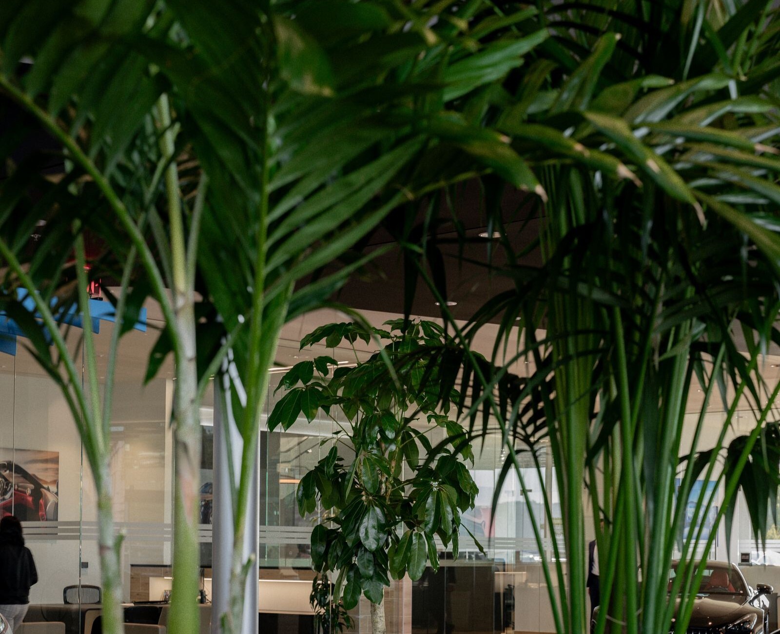 Specimen palms and foliage plants on a showroom floor